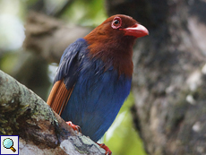 Schmuckkitta (Sri Lanka Blue Magpie, Urocissa ornata)