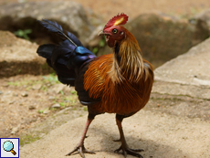 Männliches Ceylonhuhn (Sri Lanka Junglefowl, Gallus lafayetii)