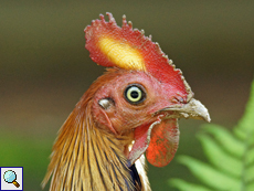 Männliches Ceylonhuhn (Sri Lanka Junglefowl, Gallus lafayetii)