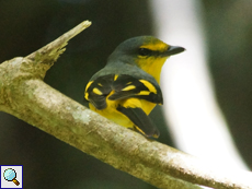 Weiblicher Scharlachmennigvogel (Scarlet Minivet, Pericrocotus flammeus flammeus)