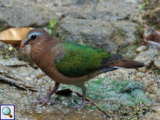 Weibliche Glanzkäfertaube (Emerald Dove, Chalcophaps indica robinsoni)