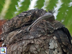 Männliches Ceylonfroschmaul (Sri Lankan Frogmouth, Batrachostomus moniliger)