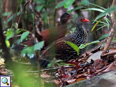 Ceylonspornhuhn (Sri Lanka Spurfowl, Galloperdix bicalcarata), Pärchen