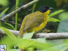 Kapuzenbülbül (Black-headed (Yellow) Bulbul, Pycnonotus melanicterus)