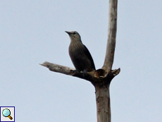 Greisenstar (White-faced Starling, Sturnornis albofrontatus), Belegbild
