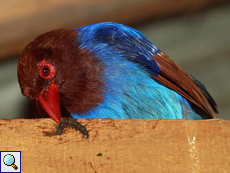 Schmuckkitta (Sri Lanka Blue Magpie, Urocissa ornata)