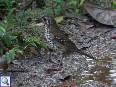 Ceylondrossel (Spot-winged Thrush, Geokichla spiloptera)