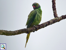 Männlicher Blauschwanzsittich (Layard's Parakeet, Psittacula calthropae) Männlicher Blauschwanzsittich (Layard's Parakeet, Psittacula calthropae)