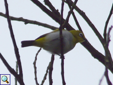 Ganges-Brillenvogel (Oriental White-eye, Zosterops palpebrosus egregius), Belegbild