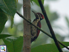 Männlicher Orangespecht (Black-rumped Flameback, Dinopium benghalense psarodes), Belegbild