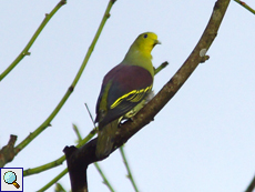 Männliche Pompadour-Taube (Pompadour Green Pigeon, Treron pompadora)