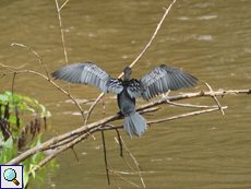 Kormoran (Great Cormorant, Phalacrocorax carbo sinensis)