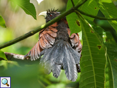 Ceylon-Kuckuck (Green-billed Coucal, Centropus chlororhynchus)