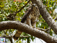Adulter Haubenadler (Changeable Hawk Eagle, Nisaetus cirrhatus ceylanensis), helle Morphe