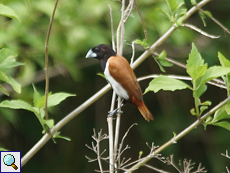 Schwarzbauchnonne (Black-headed Munia, Lonchura malacca malacca)