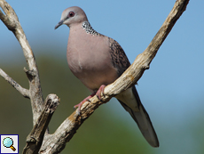 Westliche Perlhalstaube (Western Spotted Dove, Spilopelia suratensis)