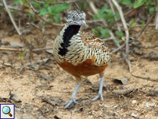 Männliches Bindenlaufhühnchen (Barred Buttonquail, Turnix suscitator leggei) Männliches Bindenlaufhühnchen (Barred Buttonquail, Turnix suscitator leggei)