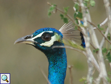 Männlicher Pfau (Indian Peafowl, Pavo cristatus)