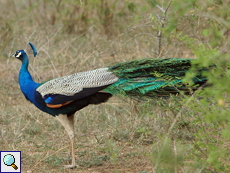 Männlicher Pfau (Indian Peafowl, Pavo cristatus)