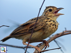 Kleine Feldlerche (Oriental Skylark, Alauda gulgula gulgula)