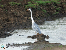 Graureiher (Grey Heron, Ardea cinerea cinerea)