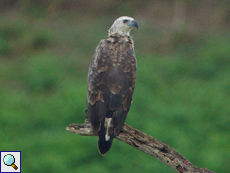 Jugendlicher Graukopf-Seeadler (Grey-headed Fish-Eagle, Ichthyophaga ichthyaetus)