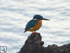 Eisvogel (Common Kingfisher, Alcedo atthis bengalensis)