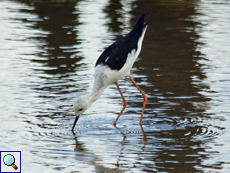 Stelzenläufer (Black-winged Stilt, Himantopus himantopus)