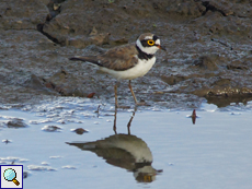 Flussregenpfeifer (Little Ringed Plove, Charadrius dubius)