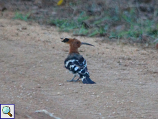 Wiedehopf (Common Hoopoe, Upupa epops ceylonensis), Belegbild