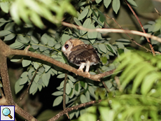 Hindu-Halsbandeule (Collared Scops Owl, Otus bakkamoena bakkamoena), Belegbild