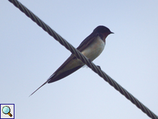 Rauchschwalbe (Barn Swallow, Hirundo rustica)