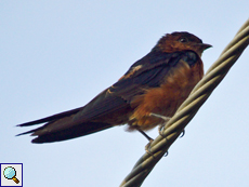 Ceylonschwalbe (Sri Lanka Swallow, Cecropis hyperythra)