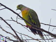 Männliche Bindengrüntaube (Orange-breasted Green Pigeon, Treron bicinctus leggei) Männliche Bindengrüntaube (Orange-breasted Green Pigeon, Treron bicinctus leggei)