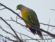 Männliche Bindengrüntaube (Orange-breasted Green Pigeon, Treron bicinctus leggei)
