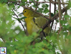 Weiblicher Schwarzflügel-Iora (Common Iora, Aegithina tiphia multicolor)