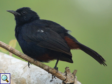 Männlicher Strauchschmätzer (Black-backed Robin, Saxicoloides fulicatus leucopterus)