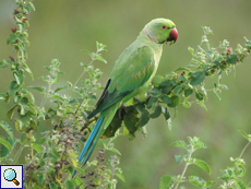 Männlicher Halsbandsittich (Rose-ringed Parakeet, Alexandrinus manillensis)