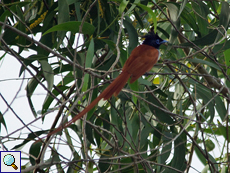 Männlicher Hainanparadiesschnäpper (Asian Paradise Flycatcher, Terpsiphone paradisi paradisi)