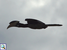 Männlicher Malabar-Hornvogel (Malabar Pied Hornbill, Anthracoceros coronatus) im Flug