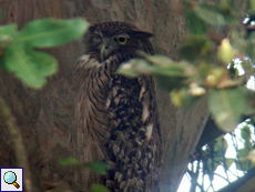 Fischuhu (Brown Fish Owl, Ketupa zeylonensis zeylonensis)