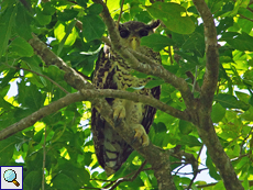 Nepaluhu (Spot-bellied Eagle Owl, Bubo nipalensis blighi)