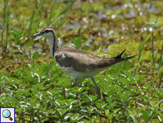 Wasserfasan (Pheasant-tailed Jacana, Hydrophasianus chirurgus)