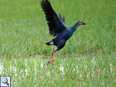 Purpurhuhn (Purple Swamphen, Porphyrio porphyrio poliocephalus), Altvogel