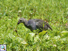 Purpurhuhn (Purple Swamphen, Porphyrio porphyrio poliocephalus), Jungvogel