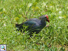 Purpurhuhn (Purple Swamphen, Porphyrio porphyrio poliocephalus), Altvogel
