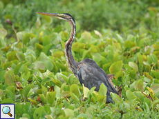 Purpurreiher (Purple Heron, Ardea purpurea manilensis)