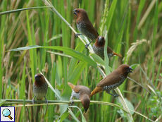 Muskatamadinen (Scaly-breasted Munia, Lonchura punctulata punctulata)