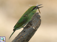 Smaragdspint (Little Green Bee Eater, Merops orientalis)