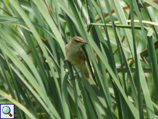 Stentorrohrsänger (Clamorous Reed Warbler, Acrocephalus stentoreus meridionalis)